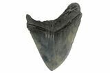 Fossil Megalodon Tooth - South Carolina #160258-2